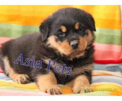 Rottweiler puppy  for sale in thiruvanthapuram Best Price