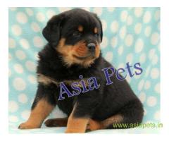 Rottweiler puppy  for sale in vijayawada Best Price