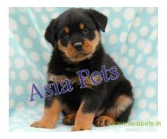 Rottweiler puppy  for sale in  vadodara Best Price