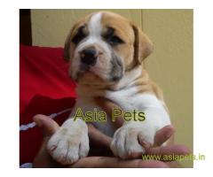 Pitbull puppy  for sale in Dehradun Best Price