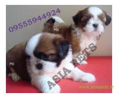 Shih Tzu puppy for sale in Hyderabad low price