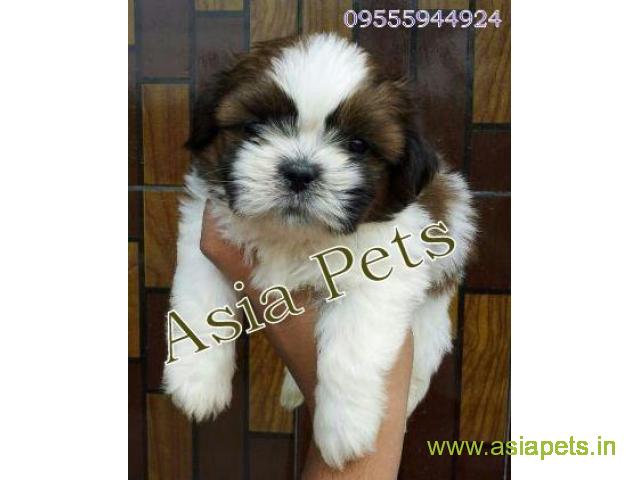 Shih Tzu puppy for sale in Chandigarh at best price