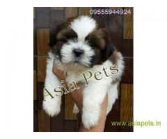 Shih Tzu puppy for sale in Nagpur at best price