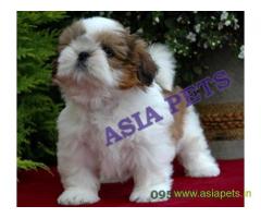 Shih Tzu puppy for sale in patna low price