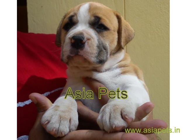 Pitbull puppy  for sale in patna Best Price