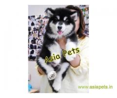 Alaskan Malamute puppy  for sale in Bhopal Best Price