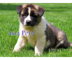 Akita puppy for sale in Bangalore at best price