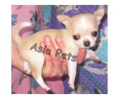 Chihuahua pups price in Bangalore, Chihuahua pups for sale in Bangalore