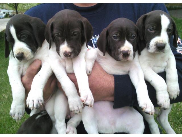Pointer pups price in Bangalore, Pointer pups for sale in Bangalore