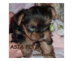 Yorkshire terrier pups price in Bangalore, Yorkshire terrier pups for sale in Bangalore