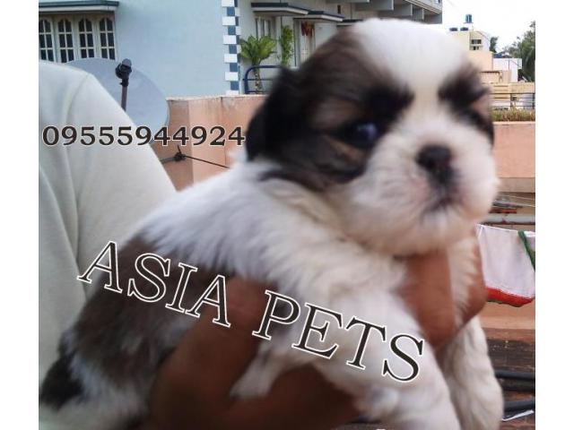 Shih tzu puppies price in Ahmedabad, Shih tzu puppies for sale in Ahmedabad