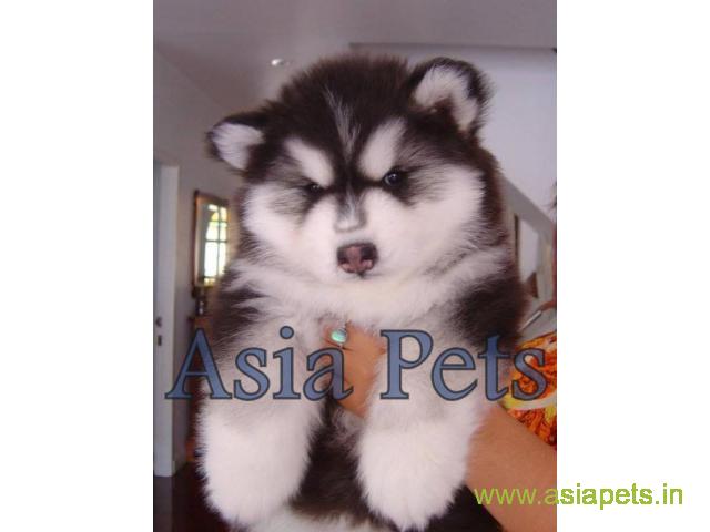 Alaskan Malamute puppy  for sale in Kolkata Best Price