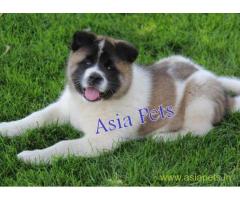 Akita puppy for sale in Delhi at best price