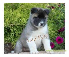 Akita puppy for sale in indore at best price
