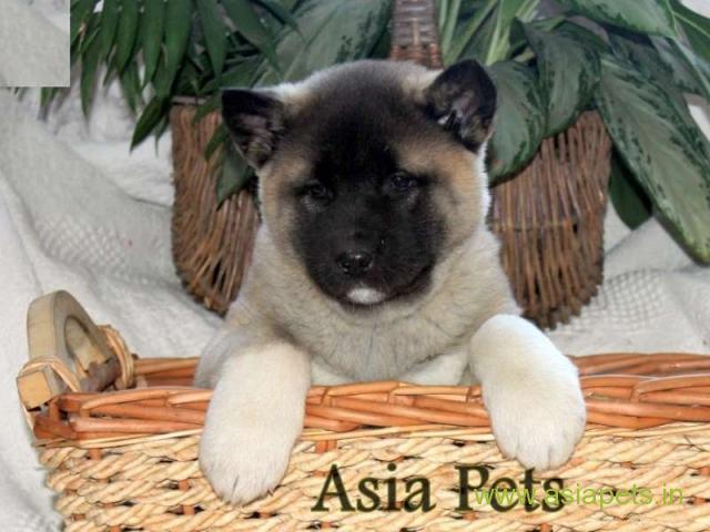 Akita puppy for sale in Ranchi low price