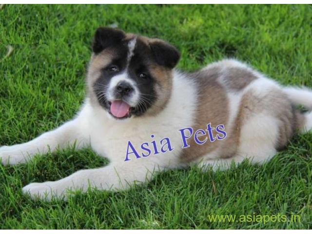 Akita puppy for sale in Kanpur at best price