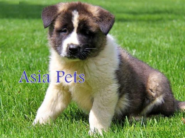 Akita puppy for sale in Madurai at best price