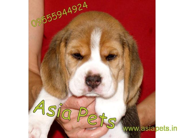 Beagle puppy  for sale in Faridabad Best Price