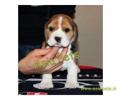 Beagle puppy  for sale in kochi Best Price