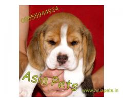 Beagle puppy  for sale in Kolkata Best Price