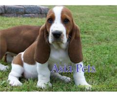 Basset hound puppy for sale in Dehradun at best price