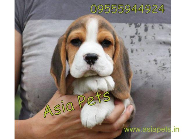 Beagle puppy  for sale in Mysore Best Price