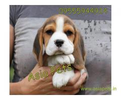 Beagle puppy  for sale in Mysore Best Price