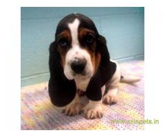 Basset hound puppy for sale in Coimbatore at best price