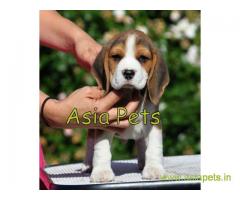 Beagle puppy  for sale in Nashik Best Price