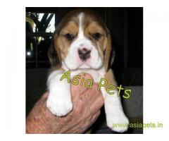 Beagle puppy  for sale in patna Best Price