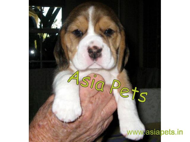 Beagle puppy  for sale in pune Best Price