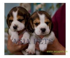 Beagle puppy  for sale in  vizag Best Price