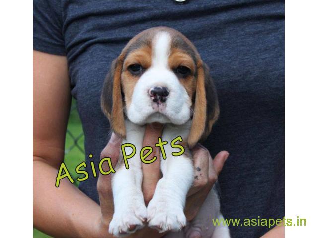Beagle puppy  for sale in navi mumbai Best Price