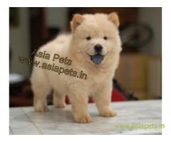 chow chow puppy for sale in Bhopal at best price