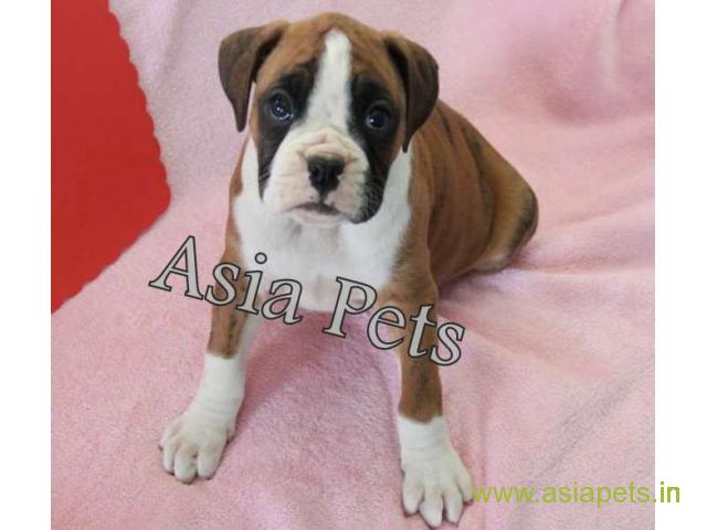 Boxer puppy for sale in Faridabad at best price