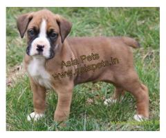 Boxer puppy for sale in Lucknow at best price