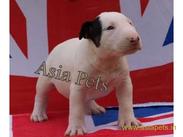 Bull Terrier puppy  for sale in Ahmedabad Best Price