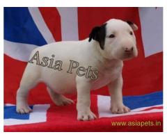 Bull Terrier puppy  for sale in Bangalore Best Price