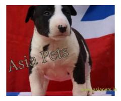 Bull Terrier puppy  for sale in kochi Best Price