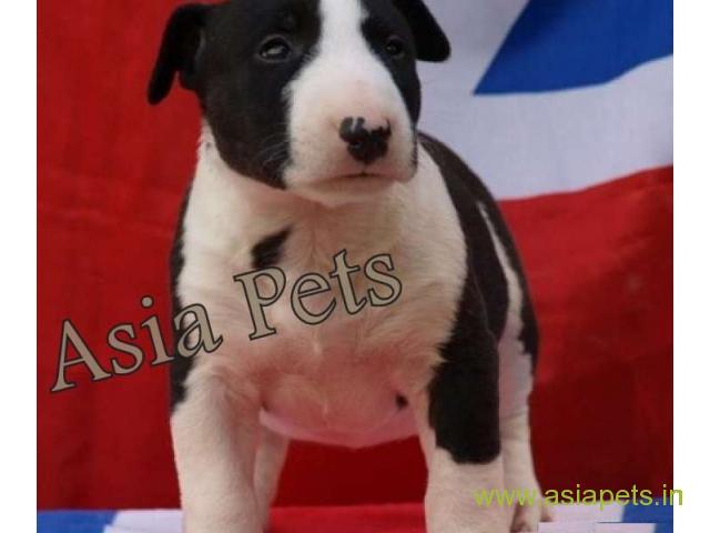 Bull Terrier puppy  for sale in rajkot best price