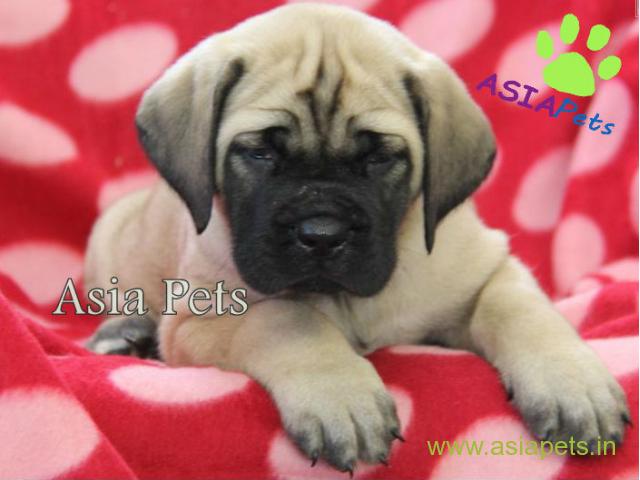 English mastiff puppy for sale in indore at best price