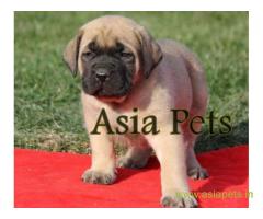 English mastiff puppy for sale in Ranchi low price