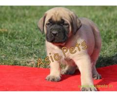 English mastiff puppy for sale in Lucknow at best price