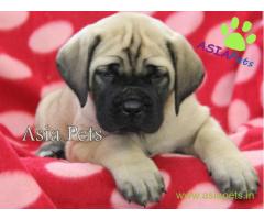 English mastiff puppy for sale in patna low price