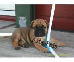 Bullmastiff puppy  for sale in Agra Best Price