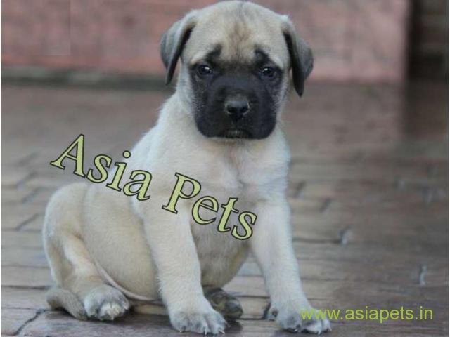 Bullmastiff puppy  for sale in Mysore Best Price