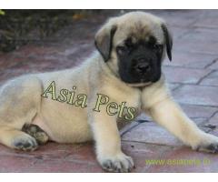Bullmastiff puppy  for sale in pune Best Price