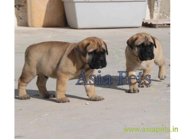 Bullmastiff puppy  for sale in navi mumbai Best Price