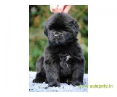 Newfoundland puppy  for sale in Bhubaneswar Best Price