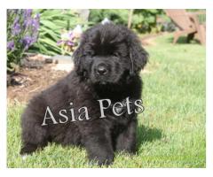 Newfoundland puppy  for sale in Coimbatore Best Price